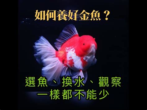 金魚:wysuwtt6-nk= 魚缸|金魚介紹與飼養小秘訣